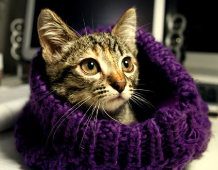 Snuggle - purple scarf, scarf, kitten, feline, cat