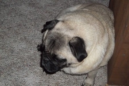 Pug - fawn, 6 year old, animals, pug