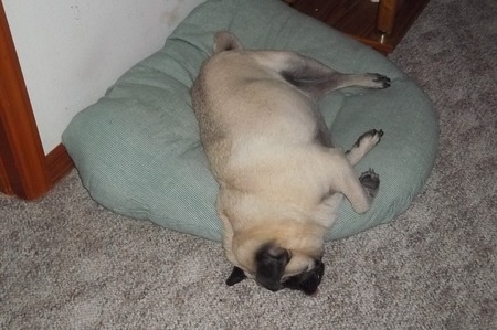 Sleeping Pug - fawn, falling off bed, pug, sleeping