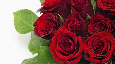 Red Red Roses - love, wedding, anniversary, red, valentines day, bouquet, flowers, rose