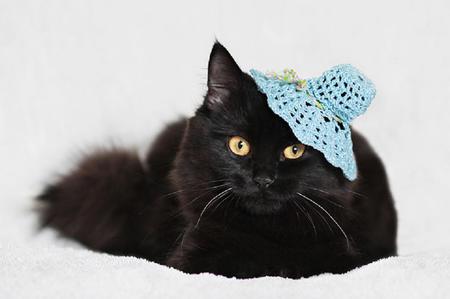 Black Cat - black cat, cat, adorable, hat, kitty, black, white, beautiful, blue, cute