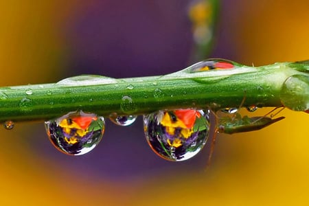 fulcolour drink - droplet, flowers, water, beautiful, insect, reflection, fulcolor