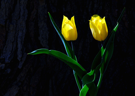 sunshine tulips - tulips, yellow, beautiful, garden, two, sunshine