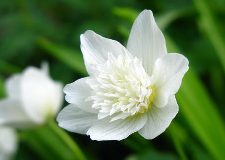 white elegance - white, elegance, garden, flower, beautiful