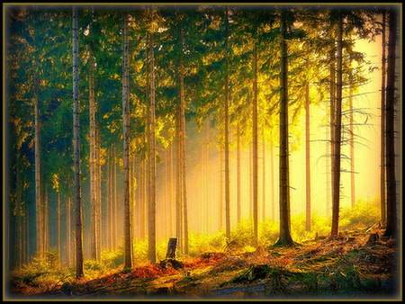 Glow - glow, rays, trees, sunlight, forest, golden light