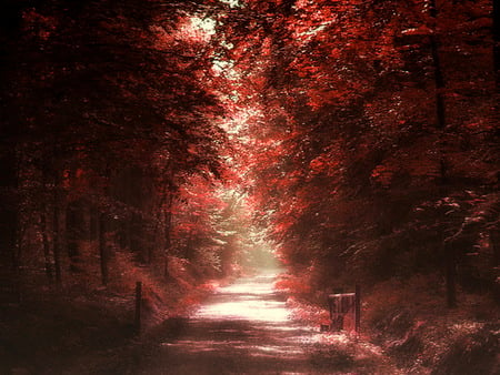 Ruby - red leaves, walkway, trees, light, mist