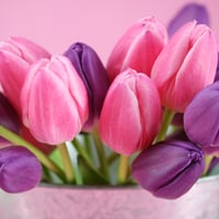 Tulips