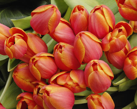 Tulips - red, tulips, beauty, flowers, spring, yellow