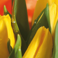 Yellow tulips