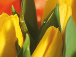 Yellow tulips