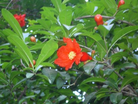 Pomegranate flowers - nature, flowers, pomegranate