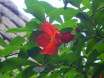 pomegranate flowers