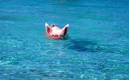 Not your ordinary Wilbur - pigs, animal, unusual, swimming, funny, ocean