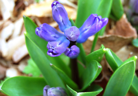 SPRING AWAKENING 1 - home, beautiful, garden, spring, flower