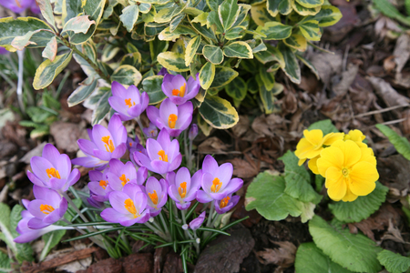 SPRING AWAKENING 3 - home, beautiful, flowers, garden, spring