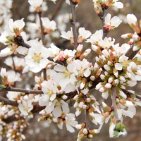 SPRING BLOSSOMS