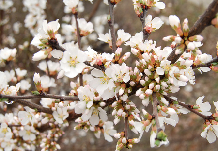 SPRING BLOSSOMS - blossoms, beautiful, flowers, apple, spring