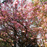 PINK SPRING BLOSSOMS