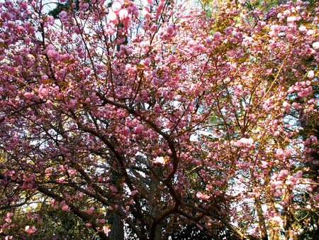 PINK SPRING BLOSSOMS - blossoms, beautiful, tree, cherry, spring