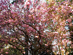 PINK SPRING BLOSSOMS