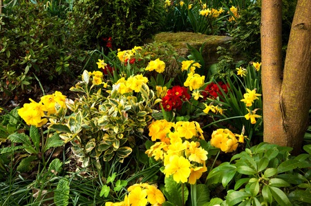 EVENING SUNLIGHT - garden, home, beautiful, flowers, spring