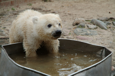 In loving memory - famous, memory, ice bear, knut, loving