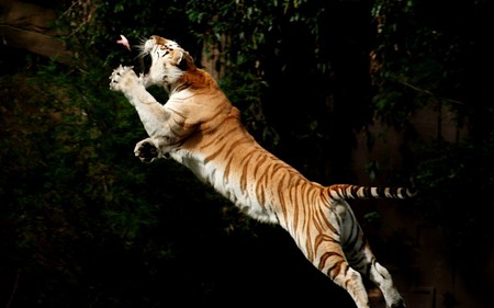 Jump behind extraction - awesome, predator, tiger, wild, cat