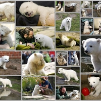 Knut Collage