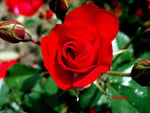 friendship rose for fadadasrosas13