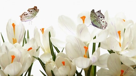 Pretty White for Spring - white, crocus, light, easter, flowers, firefox persona, spring, butterflies