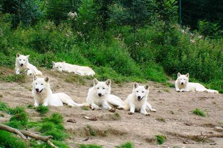 White Wolf Pack - white, artic, wolf, pack, friends, nature