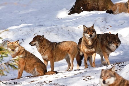 Wolfpack in snow - winter, nature, wolf, snow, friends, pack