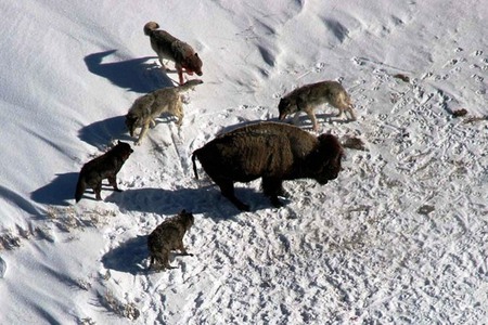 Prey stopped - winter, wolfs, buffalo, snow, prey, pack