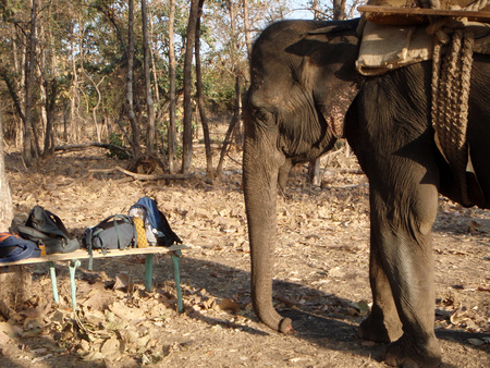 I know where the apples are. - india, bags, thirst, jungle, satpura, apples