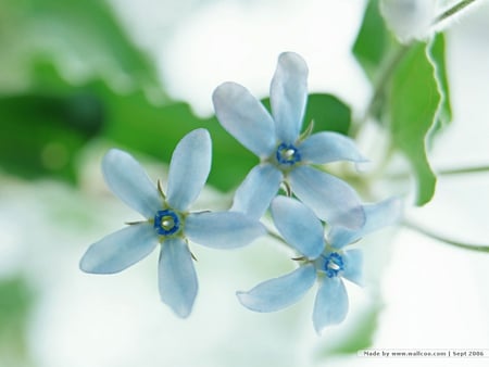 Blue Flower - flower, nature, blue, beautiful