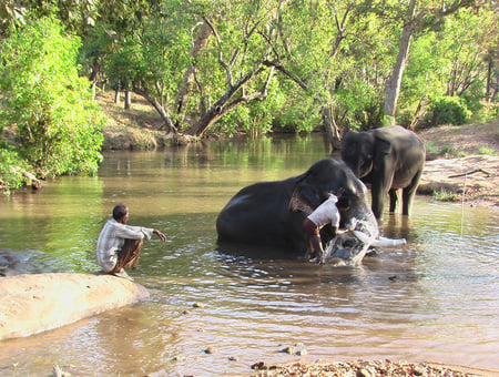 Elephants Bath 3 - india, water, bath, pleasure, satpura