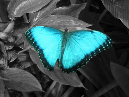 BUTTERFLY AT THE  FARM - teal, butterfly, farm, grey