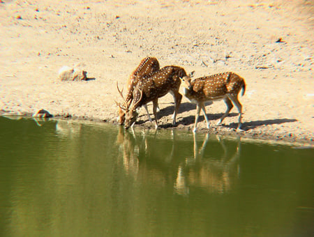 Spotted Deer at Watering Hole - india, water, bandhavgarh, hot sun, jungle