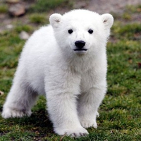 I will love you forever, cute Knut