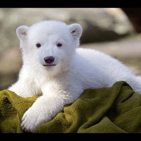 The sweet Knut