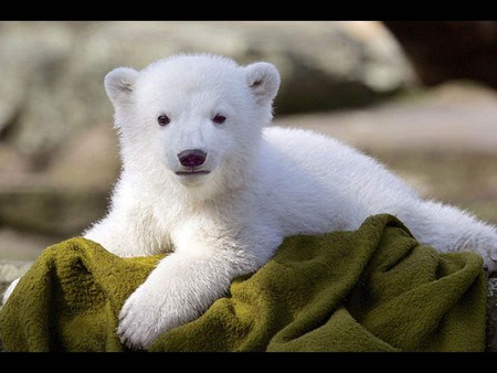 The sweet Knut - berlin, bear, animal, sweet, polar, knut