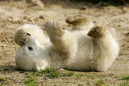 In memory of the loved Knut - bear, berlin, sweet, knut, polar