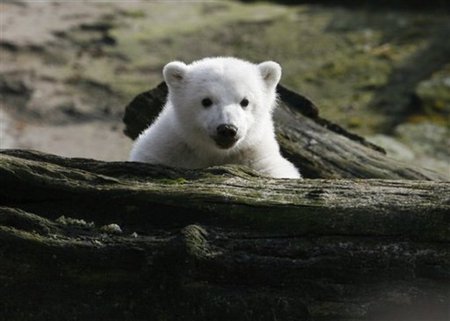 Died the loved Knut... - bear, animal, berlin, polar, knut