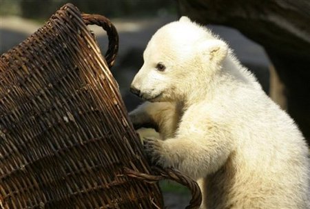 Knut playing - berlin, bear, knut, polar, basket, zoo, cute