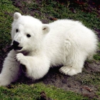 Baby Knut