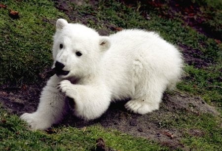 Baby Knut - bear, polar, zoo, grass, berlin