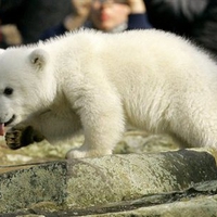 Cute Knut at Berlin zoo