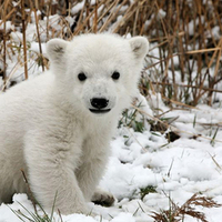 Good bye, cute Knut