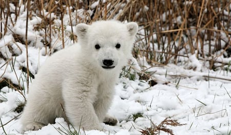 Good bye, cute Knut - bear, zoo, baby, berlin, polar, knut