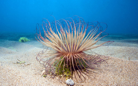 Underwater - coral, nature, reef, underwater